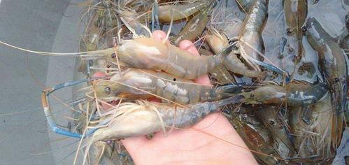 国产罗氏虾能吃吗视频讲解,专家视频揭秘养殖与食用知识